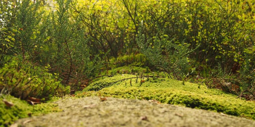 Зелени пространства